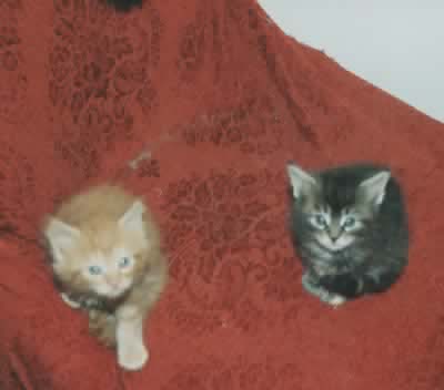 Maine Coon Bolid Bootes